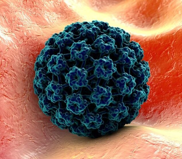 3D model HPV, ki povzroča bradavice na rokah