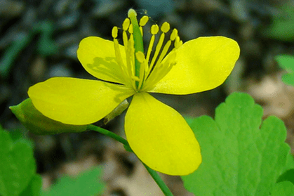zeliščni cvet celandina za odstranjevanje papiloma
